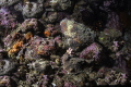   Anilao Batangas Phillipines. Two Stone fish resting. How many are there Phillipines resting  